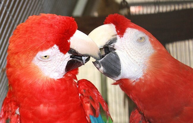 Parrot Mountain Macaw