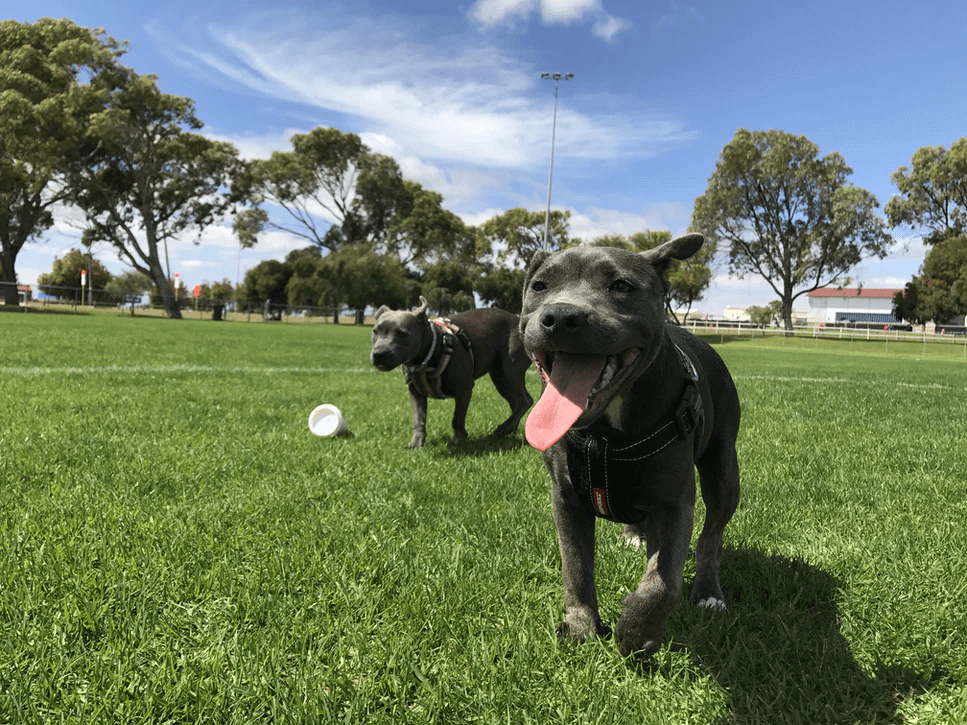 Sevierville’s PetSafe Unleashed Dog Park