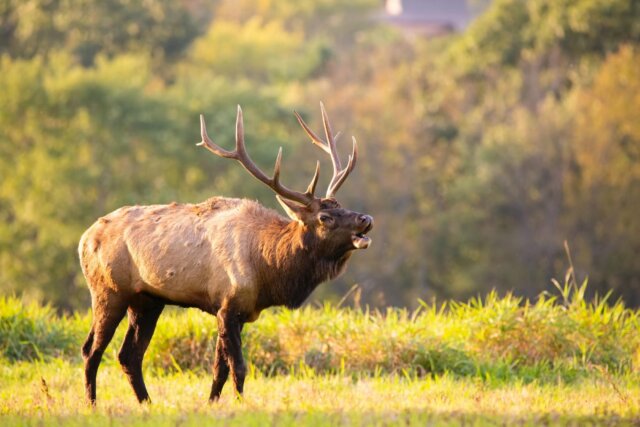 Best Smoky Mountain Scenic Drives On A Clear Day