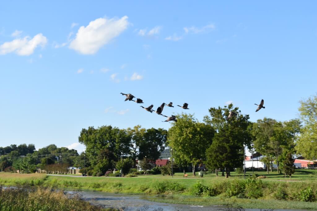 a flock of geese fly over the river in Sevierville, TN