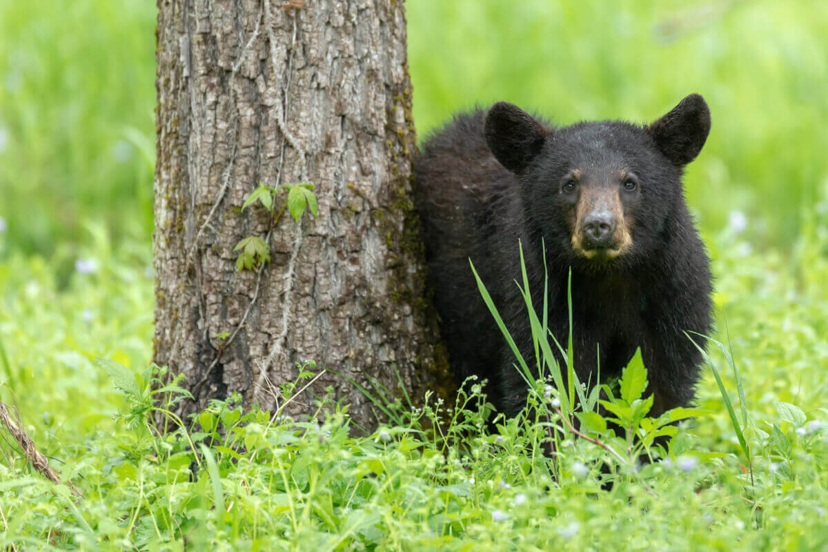 Wildlife Watching in the Smoky Mountains: What to Look For